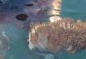 Proyecto Unomia alerta que el coral invasor ya afecta el 80% de las costas de Mochima en Anzoátegui