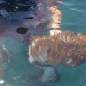 Proyecto Unomia alerta que el coral invasor ya afecta el 80% de las costas de Mochima en Anzoátegui