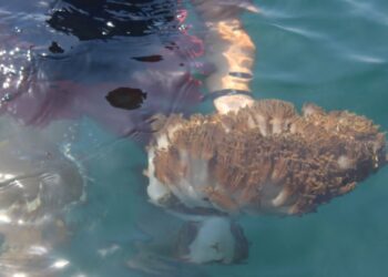 Proyecto Unomia alerta que el coral invasor ya afecta el 80% de las costas de Mochima en Anzoátegui