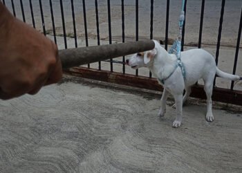 Ordenanza contra el maltrato animal será presentada en la cámara de Bermúdez