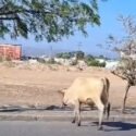 Conductores alertan sobre vacas sueltas en avenida de Cumaná