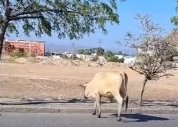 Conductores alertan sobre vacas sueltas en avenida de Cumaná