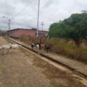 Voz Comunitaria | En Las Flores II de Santa Ana reportan que no llega el agua y los animales andan sueltos en las calles