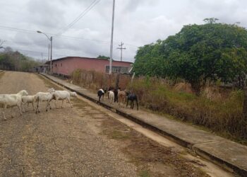 Voz Comunitaria | En Las Flores II de Santa Ana reportan que no llega el agua y los animales andan sueltos en las calles