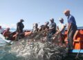Nueva Esparta lidera la captura de sardina en Venezuela