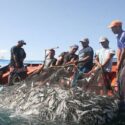 Nueva Esparta lidera la captura de sardina en Venezuela