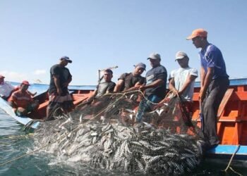 Nueva Esparta lidera la captura de sardina en Venezuela