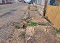 Peatones corren riesgo por socavaciones y tanquillas destapadas en calle de El Tigre (+Fotos)
