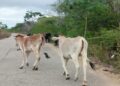 Conductores alertan sobre la presencia de animales en vía Santa Rosa -La Ceiba 