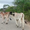 Conductores alertan sobre la presencia de animales en vía Santa Rosa -La Ceiba 