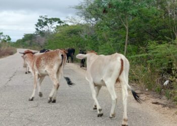 Conductores alertan sobre la presencia de animales en vía Santa Rosa -La Ceiba 