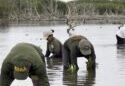Recuperan zonas críticas del Parque Nacional Laguna de la Restinga con la siembra de 500 mangles rojos