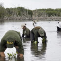 Recuperan zonas críticas del Parque Nacional Laguna de la Restinga con la siembra de 500 mangles rojos