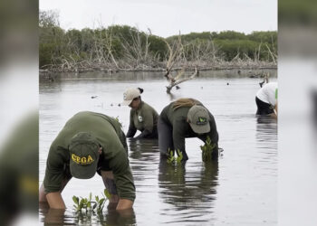 Recuperan zonas críticas del Parque Nacional Laguna de la Restinga con la siembra de 500 mangles rojos