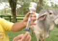 ​Entes gubernamentales colocarán cinco mil dosis de vacunas contra la fiebre aftosa en el estado Sucre