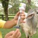 ​Entes gubernamentales colocarán cinco mil dosis de vacunas contra la fiebre aftosa en el estado Sucre