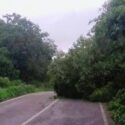 Fuertes vientos causaron caída de árboles en municipios de zona centro