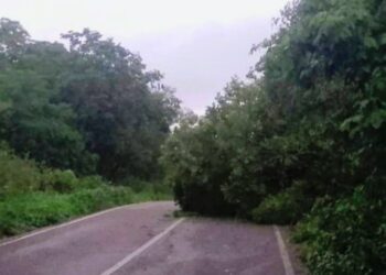 Fuertes vientos causaron caída de árboles en municipios de zona centro