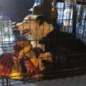 Desmienten muerte de Tsunami, perro que ayuda a rescatar sobrevivientes de terremotos