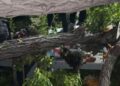 Una mujer falleció en Cumaná al ser impacta por un árbol. Otras dos personas resultaron heridas