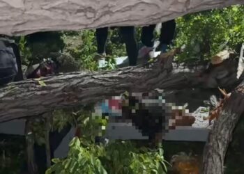 Una mujer falleció en Cumaná al ser impacta por un árbol. Otras dos personas resultaron heridas