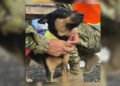 Fénix: la perrita que resurgió entre los escombros en Venezuela y fue adoptada por rescatistas de El Salvador