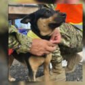 Fénix: la perrita que resurgió entre los escombros en Venezuela y fue adoptada por rescatistas de El Salvador