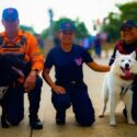 Dos caninos forman parte de esta etapa inicial