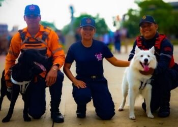 Dos caninos forman parte de esta etapa inicial