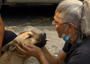 Milo, el perrito sin entrenamiento que encontró a tres víctimas de los terremotos