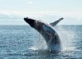 ONG piden reforzar la protección de los mamíferos marinos (+Fotos)