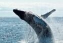 ONG piden reforzar la protección de los mamíferos marinos (+Fotos)