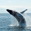 ONG piden reforzar la protección de los mamíferos marinos (+Fotos)