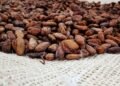 Entregaron Plan Estratégico Tecnológico del Cacao al Ministerio de Agricultura y Tierra en Sucre