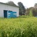 La cantidad de maleza que hay en el estadio impide las prácticas deportivas