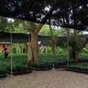 Las plantas incrementarán el cultivo del rubro en Andrés Mata
