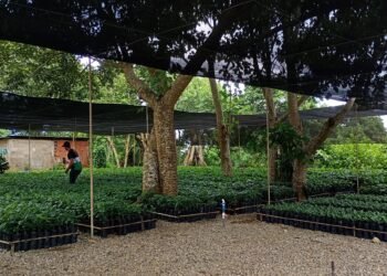 Las plantas incrementarán el cultivo del rubro en Andrés Mata