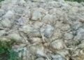 Las aves muertas están generando contaminación en las cercanías del matadero municipal de Santa Ana