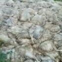 Las aves muertas están generando contaminación en las cercanías del matadero municipal de Santa Ana