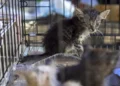Las mascotas víctimas de los terremotos en Venezuela esperan por un hogar