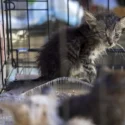 Las mascotas víctimas de los terremotos en Venezuela esperan por un hogar