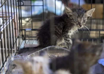 Las mascotas víctimas de los terremotos en Venezuela esperan por un hogar