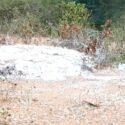 Contraloría sanitaria inspeccionó área donde fue lanzado lote de aves muertas