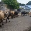 En Aragua denuncian riesgos de accidentes por ganado suelto en las calles