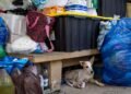 Mascotas víctimas de los sismos en Venezuela esperan por un hogar (+Fotos)