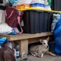 Mascotas víctimas de los sismos en Venezuela esperan por un hogar (+Fotos)