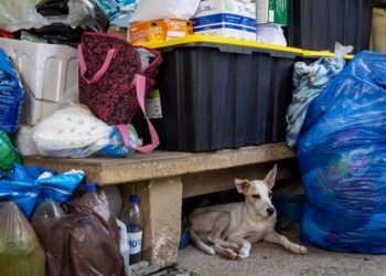 Mascotas víctimas de los sismos en Venezuela esperan por un hogar (+Fotos)