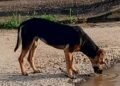 Aumenta el abandono de gatos y perros en Mercado Municipal de El Tigre (+Fotos)