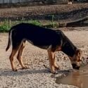 Aumenta el abandono de gatos y perros en Mercado Municipal de El Tigre (+Fotos)