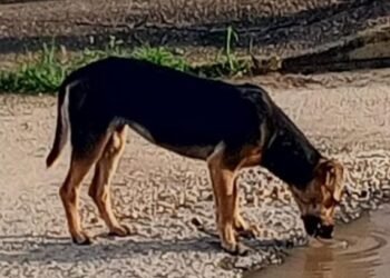 Aumenta el abandono de gatos y perros en Mercado Municipal de El Tigre (+Fotos)